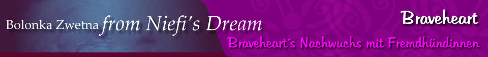 Bolonka Zwetna from Niefi’s Dream Braveheart Braveheart´s Nachwuchs mit Fremdhündinnen