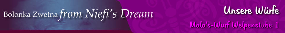 Bolonka Zwetna from Niefi’s Dream Unsere Würfe Mala‘s-Wurf Welpenstube 1