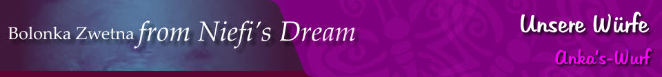 Bolonka Zwetna from Niefi’s Dream Unsere Würfe Anka‘s-Wurf