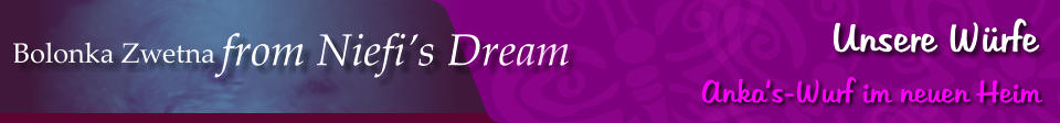 Bolonka Zwetna from Niefi’s Dream Unsere Würfe Anka‘s-Wurf im neuen Heim